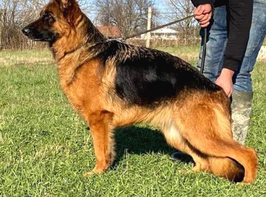 1 Yaşında Erkek 5 Yaşında Dişi Eğitimli Safkan Orijinal görsel