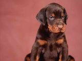 A kalite son kızıl doberman yavru
