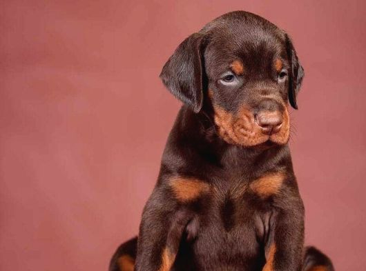 A Kalite Son Kızıl Doberman Yavru