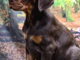 A Kalite Son Kızıl Doberman Yavru