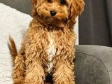 Malti̇poo Ci̇nsi̇ Yavrular Ev Üreti̇mi̇