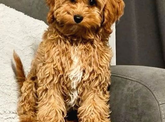 Malti̇poo Ci̇nsi̇ Yavrular Ev Üreti̇mi̇ görsel