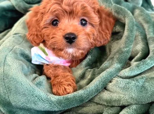 MALTİPOO CİNSİ YAVRULAR EV ÜRETİMİ