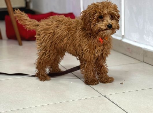 Toy Poodle Sevi̇mli̇ Yavrular Ev Üreti̇mi̇ görsel