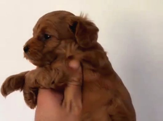 Toy Poodle Sevi̇mli̇ Yavrular Ev Üreti̇mi̇ görsel