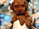 Poodle Yavrularimiz Hazir