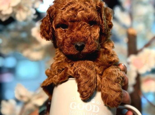 Poodle Yavrularimiz Hazir görsel