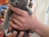 Aşırı Uysal Cana Yakın British Shorthair Erkek Yavru