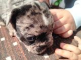 Minik Fransız Bulldog Bebeklerimiz