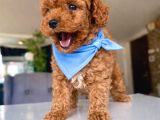 Poodle Yavrularimiz Hazir