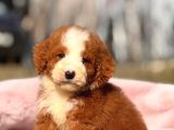 Malti̇poo Ci̇nsi̇ Yavrular Ev Üreti̇mi̇
