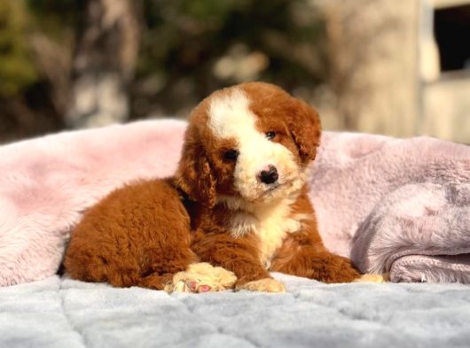 Malti̇poo Ci̇nsi̇ Yavrular Ev Üreti̇mi̇ görsel