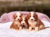 Malti̇poo Ci̇nsi̇ Yavrular Ev Üreti̇mi̇