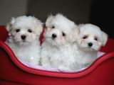 MALTESE TERRİER CİNSİ