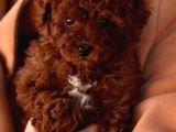 Toy Poodle Sevi̇mli̇ Yavrular Ev Üreti̇mi̇
