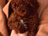 Toy Poodle Sevi̇mli̇ Yavrular Ev Üreti̇mi̇