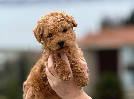 Poodle Yavrularimiz Hazir görsel