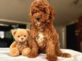 POODLE YAVRULARIMIZ HAZIR