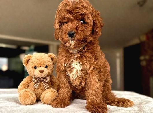 Poodle Yavrularimiz Hazir