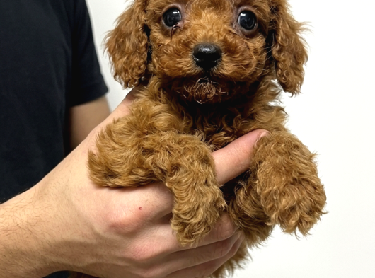 Vonalp Pet Garantisiyle Efsane Güzelli̇kte Toy Poodle