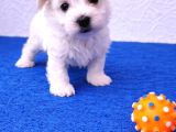 Super Kali̇te Super Fi̇yatlara Gerçek Morki̇e Yavrular