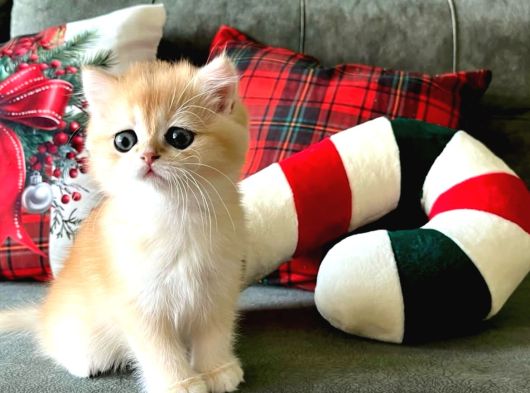 British Shorthair Golden Poiny Ny12Açiklamayi Okuyunu görsel