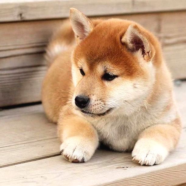 しばいぬ Shiba İnu Fiyat - Satılık & Sahiplendirme İlanları | Patibul