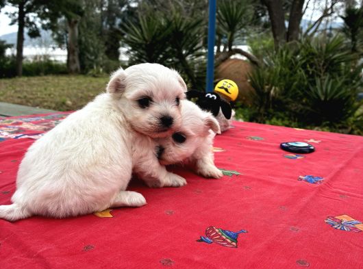 Maltese Terri̇er görsel