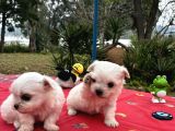 Maltese Terri̇er
