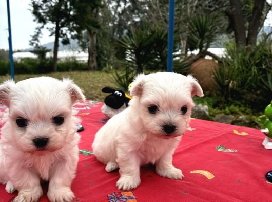 Maltese Terri̇er