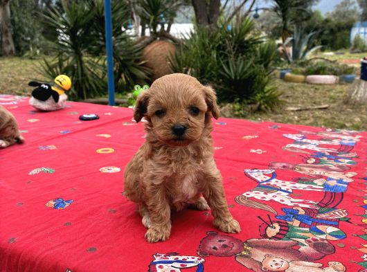 Toy Poodle