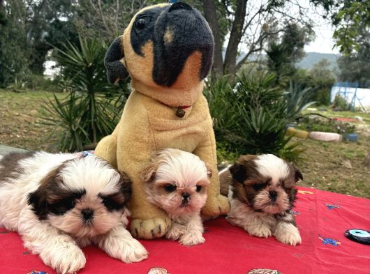 Shi̇h Tzu Şi̇tzuuu görsel