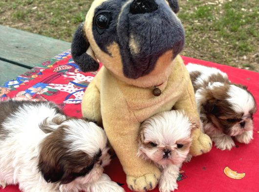 Shi̇h Tzu Şi̇tzuuu görsel