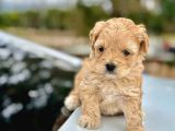 teacup Maltipoo bebeklerimiz