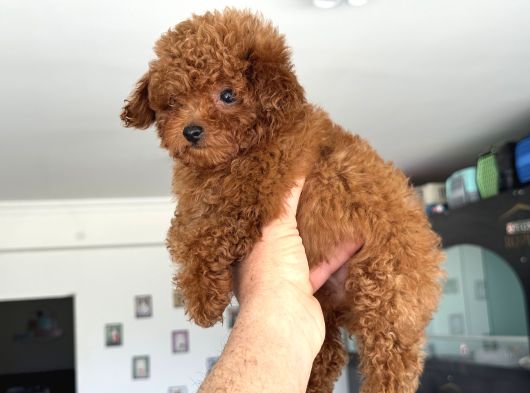 Show Kalite Micro Tea Cup Kore Poodle Yavrularımız görsel