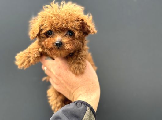 Show Kalite Micro Tea Cup Kore Poodle Yavrularımız görsel