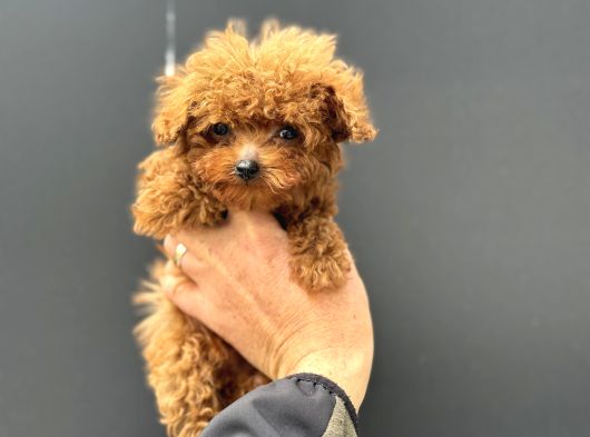 Show Kalite Micro Tea Cup Kore Poodle Yavrularımız görsel