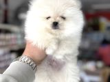 Üst Kalite Pomeranian Yavrularımız Için Arayabilirsiniz