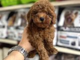 Toy poodle yavrularımız ırk ve sağlık garantilidir
