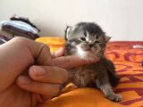 Bluepoi̇nt Yavrulari 3 Adet