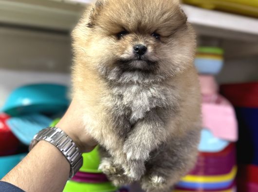 Orange Pomeranian Boo Yavrumuz
