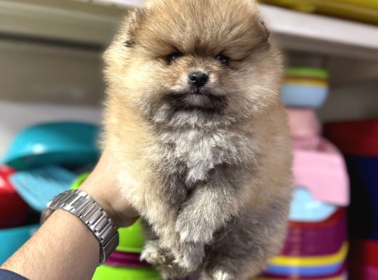 Her Renk Pomeranian Yavrumuz Mevcuttur