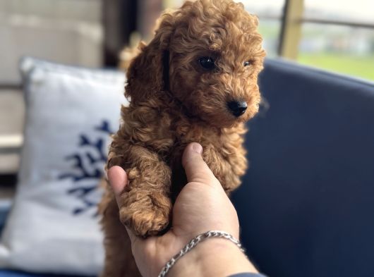 Toy Poodle Miniklerimiz Irk Ve Sağlık Garantili