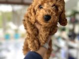 Toy Poodle Orjinal Safkan Yavrularımız