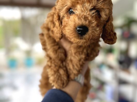 Toy Poodle Orjinal Safkan Yavrularımız görsel