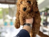 Toy poodle orjinal safkan yavrularımız