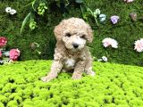 Mini Toy Poodle Bebekler
