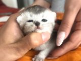 Bluepoi̇nt Yavrulari 3 Adet