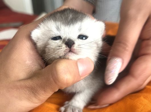 Bluepoi̇nt Yavrulari 3 Adet görsel