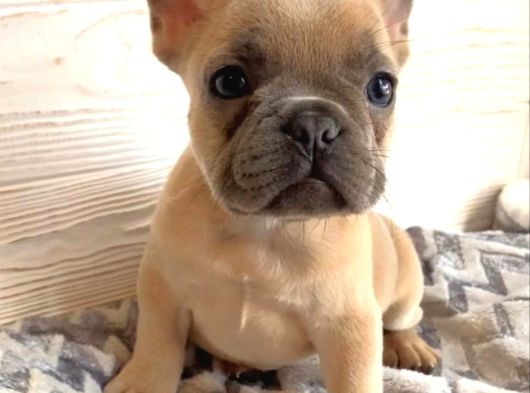 Safkanözel Egzotik En Değerlisi Fransız Bulldog Yavruları görsel